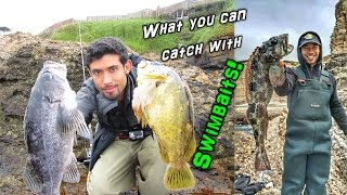 Fishing for Rockcod Lingcod amp Cabezon with Swimbaits from Shore [upl. by Nagap]