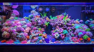 Is this the World’s Most Expensive Private Reef Tank Setup Saltwater Tank Tour [upl. by Nnylaf]