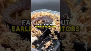 EARLESS MONITOR FACTS shorts short shortvideo facts wildlife nature animals subscribe [upl. by Ahsinawt]