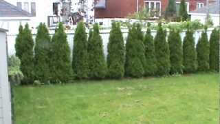 Thuja occidentalis Smaragd Cedar Hedge  3 years old [upl. by Misty]