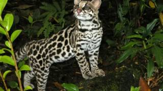 Margay Facts Interesting Facts about Margay Facts about Margay [upl. by Krishnah]