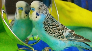 Parakeet sounds  Budgie singing to mirror [upl. by Nnywg580]