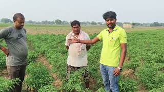 यूपीएल कंपनी का Argyle और pilatus का रिजल्ट youtube farming viralvideo video [upl. by Haibot]