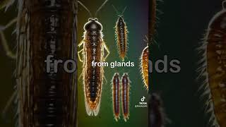 🦟🖼️Aquatic Artistry  Caddisfly InsectArt Ecosystems UnderwaterLife Metamorphosis Wildlife [upl. by Aryamoy]