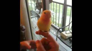 Lovebird Sings Rubber Ducky Song [upl. by Dole264]