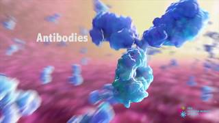 How do Antibodies Work [upl. by Odlabu550]