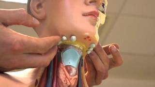 Clinical Examination  Head and Neck Lymph nodes [upl. by Hashimoto]