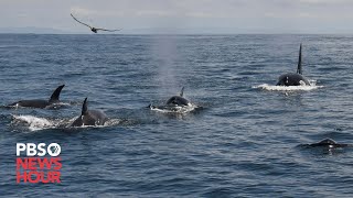 Group of orcas attack and sink vessels off Iberian Peninsula [upl. by Yehudi]