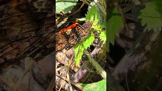 Butterfly closeup  Beautiful butterfly in nature [upl. by Butterfield]