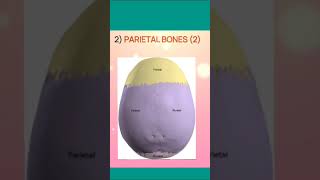 Cranium cranialbones cranium skeletalsystem bones biology neet [upl. by Elka]