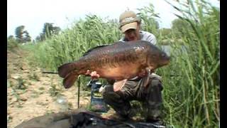 Big Carp In Holland part 2  Grote karper in Nederland deel 2 [upl. by Asilahs697]