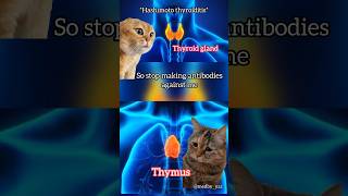 Hashimoto thyroiditis pathogenesis  mbbs medicine catmemes [upl. by Teerprah190]