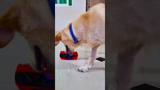 मेरा डॉगी क्यों रोने लगा😭 funnydogs shorts [upl. by Ilonka]