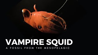 The Vampire Squid a Living Fossil of the Abyss [upl. by Cahan]