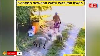 KONDOO WAMZIBUA MWAISA  CHEKA NA MWAISA [upl. by Enegue530]