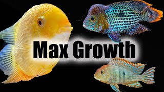 How to Make Your Fish Grow Faster [upl. by Yereffej]