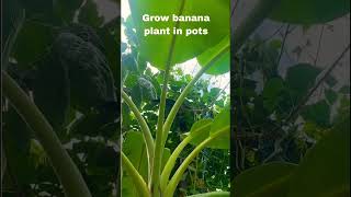 Banana plant in pots banana garden shorts terracegarden banana trending [upl. by Nomead]