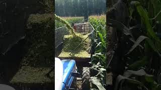 silage making process [upl. by Akihc]