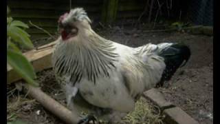 Bantom Cockerel amp Chicken Mr Cockey amp Henny Penny [upl. by Enrobso]