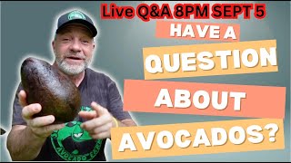 Live QampA with Tom of Sleepy Lizard Avocado Farm [upl. by Brook]