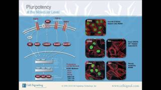 Pluripotency at the Molecular Level from Cell Signaling Technology Inc [upl. by Avictor]