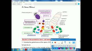 6 anatomy of spinal cord nuclei [upl. by Grand]