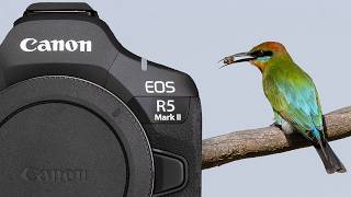 CANON EOS R5 Mark II TESTED and REVIEW Bird photography [upl. by Bab413]