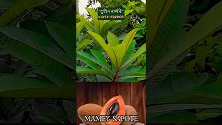 বাঙালির ক্রেজ মাম্মি সফেদা তুহিন নার্সারিতে  Mamey Sapote Price  Gardening Bangladesh shorts [upl. by Nawed]