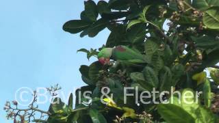 Alexandrine parakeet Sri Lanka 20110208080500mp4 [upl. by Assetniuq]