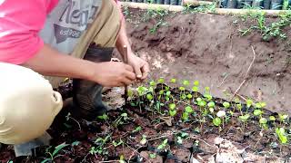 pembibitan kopi arabika bersama kang Polo petani kopi [upl. by Nathaniel]