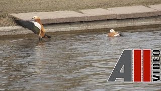 Огарь Красная утка Ruddy Shelduck AllVideosu [upl. by Ailen82]