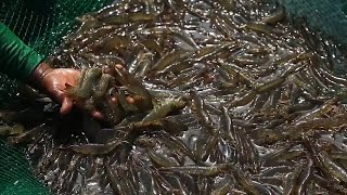 Profitable Shrimp Farming  Part 2  TatehTV Episode 14 [upl. by Siuraj474]