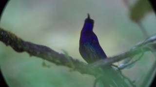 Violet Sabrewing Honduras [upl. by Anahtor]