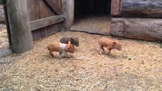 Miniature Piglets Experiencing Rain For The First Time [upl. by Tenay733]