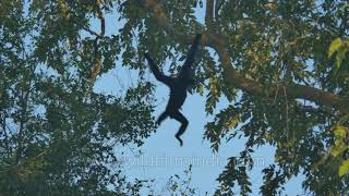 Hoolock Gibbons have a swinging time in Assam [upl. by Durware181]