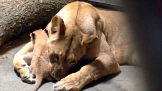 Lion Mom Imani with Cub 1  Cincinnati Zoo [upl. by Martica]