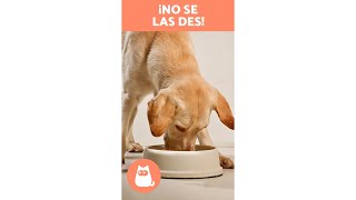 ¡No le des estas FRUTAS y VERDURAS a tu PERRO 🐶❌ Shorts [upl. by Sebastian]