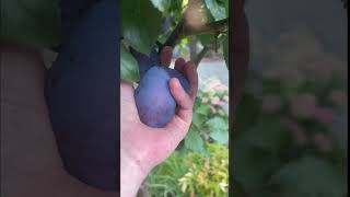 Victoria Plum Harvest Day 🍈 shorts garden englishgarden [upl. by Laszlo18]