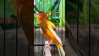 Canary song birds canary canario canarias canarysinging kenarigacor kenari kenaripaud [upl. by Ecirtahs698]