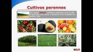 Software agricola AgroWin  Cultivos perennes [upl. by Dulcia294]