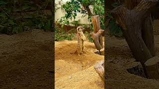 ミーアキャット Meerkat 東武動物公園 tobuzoo ミーアキャット meerkat carnivore マングース mongoose [upl. by Tshombe]