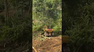 The Working Process of the D6R XL Bulldozer in Cleaning Plantations [upl. by Atsocal]