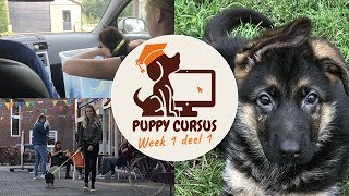 Online puppycursus week 1 deel 1 [upl. by Aretse]