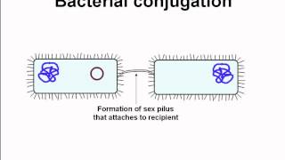 conjugation among bacteria [upl. by Argyres262]