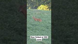 Deer dropped at 250 yards  full video is up on the channel deerhunting hunting tikka [upl. by Lekram]