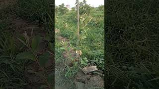 एप्पल बेर कोई केयर नहीं Narwal organic farm [upl. by Oiliruam]