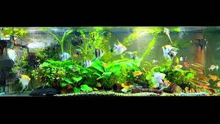 angelfish and whiptail catfish community aquarium [upl. by Faulkner]