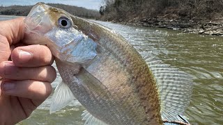 Pre spawn Taylorsville lake crappie Limited Out [upl. by Ericksen349]