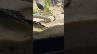 Senegal Bichir tank setup [upl. by Raffin]