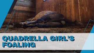 Foaling Process Explained  Follow Quadrella Girl through the birth of her 2024 filly [upl. by Amorette410]